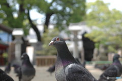 どうも、鳩です。