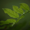 grass