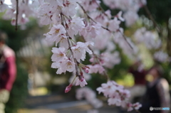 春日和①