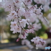 春日和①