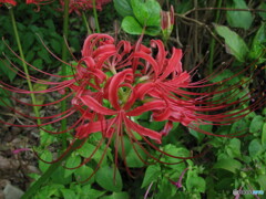 曼殊沙華