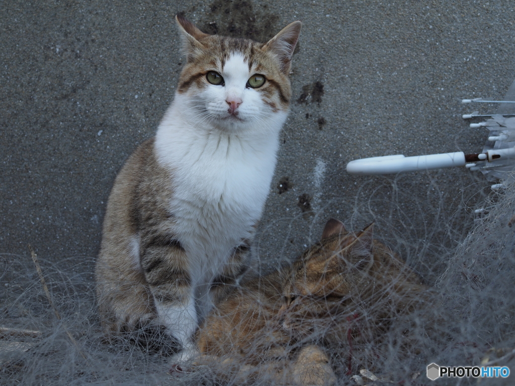 港の猫たち