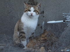 港の猫たち