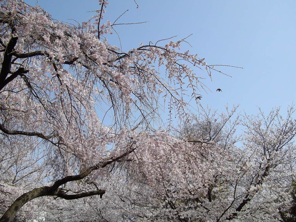 枝垂れ桜
