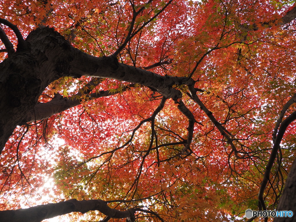 如意輪寺紅葉狩り