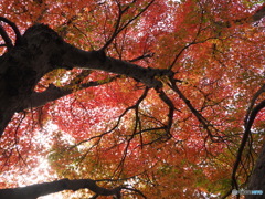 如意輪寺紅葉狩り