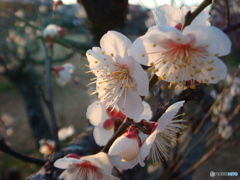 白梅