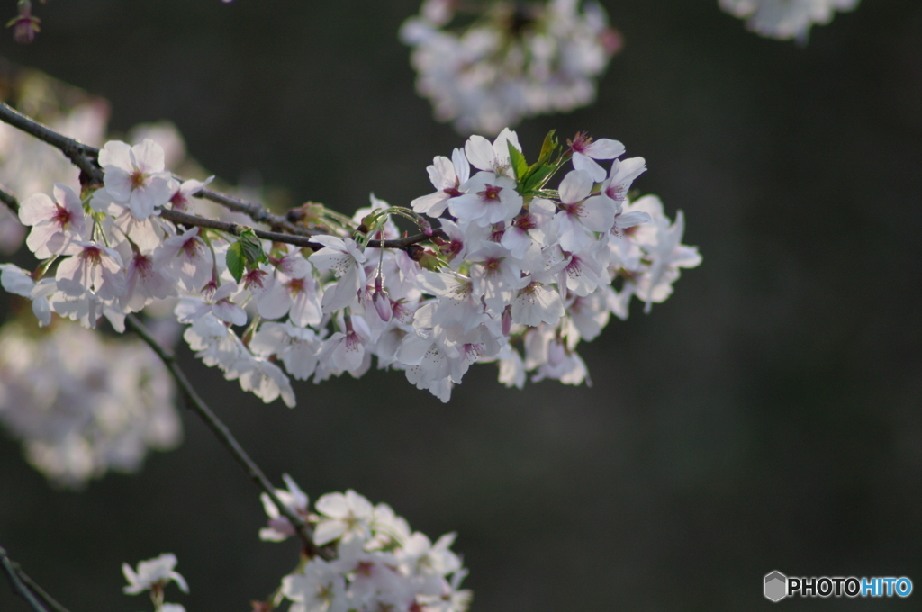 SAKURA