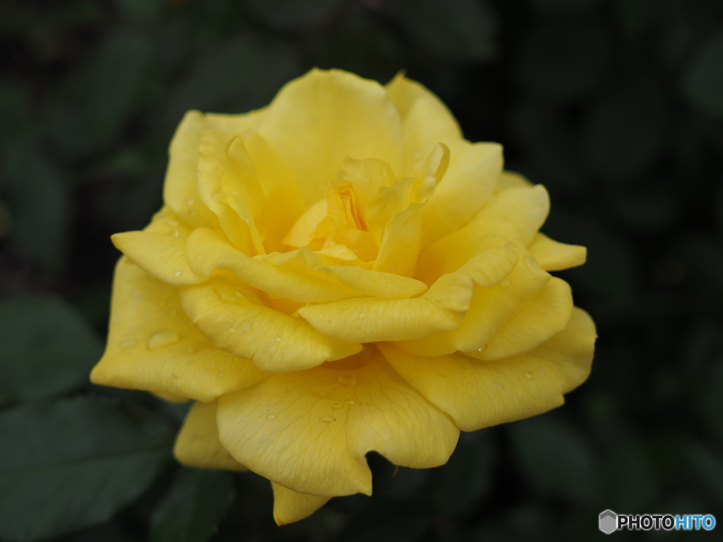 薔薇