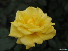 薔薇