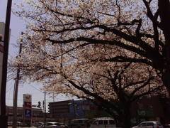 サクラ