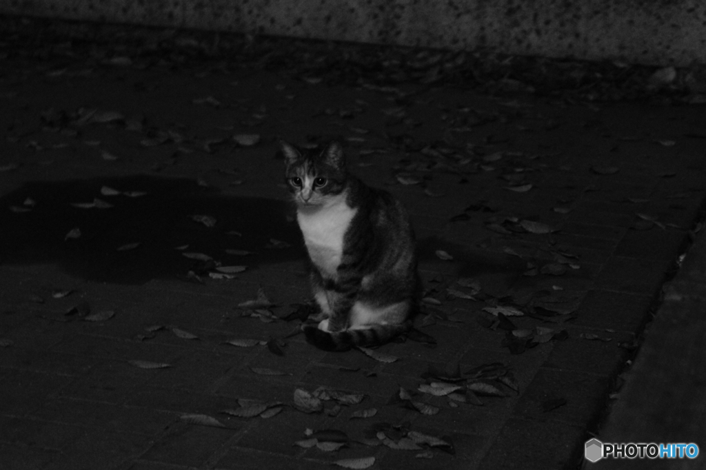 夜の住人達