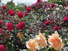 花園