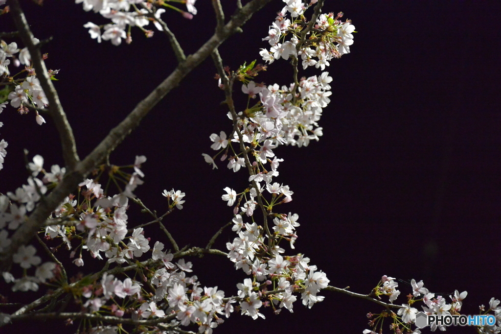 夜桜