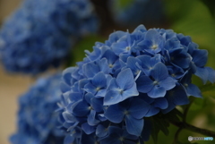 紫陽花