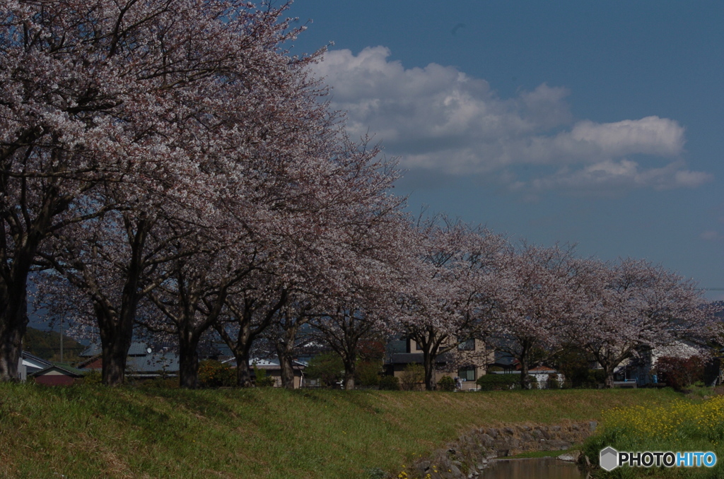 桜並木