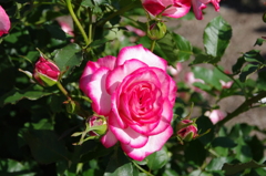 薔薇