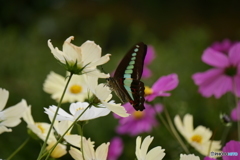 seraphim②