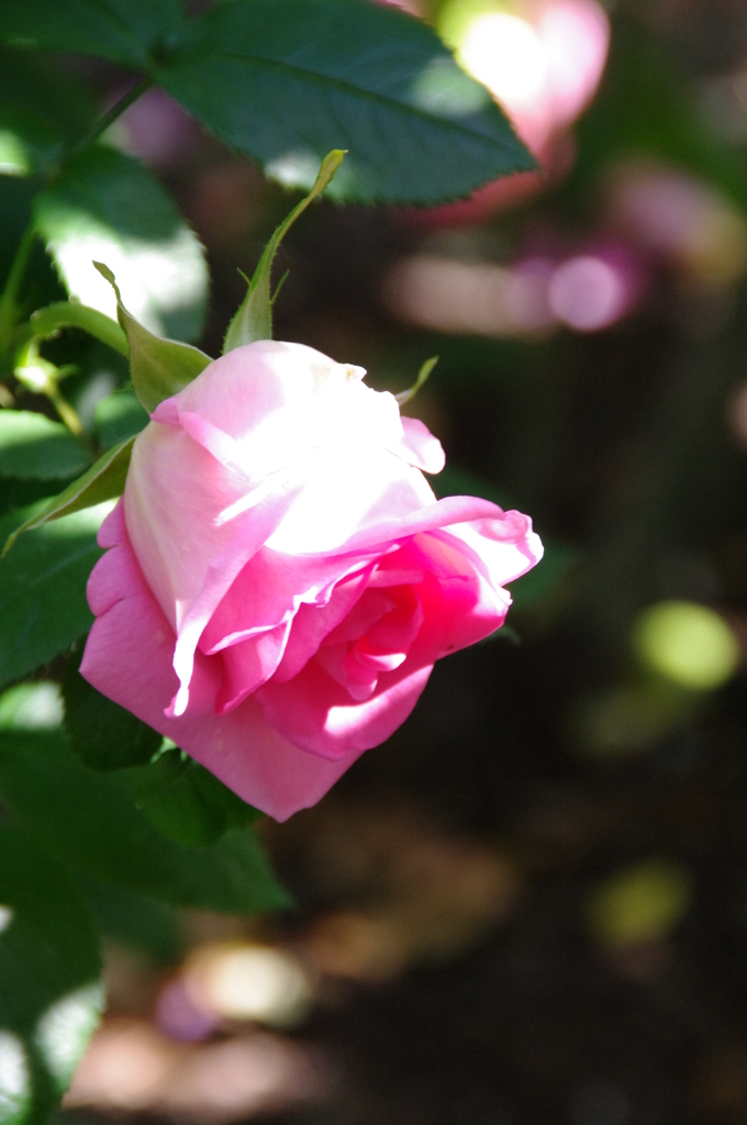 薔薇