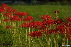 曼殊沙華