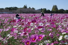 秋桜畑で