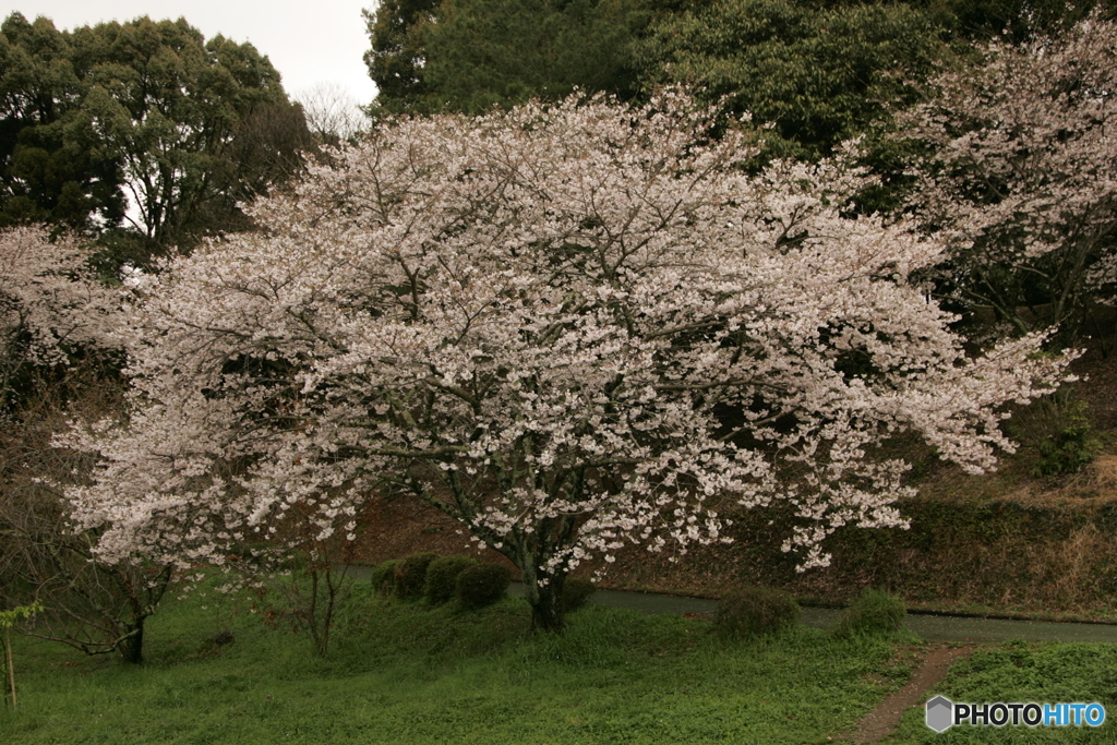 雨ノナカノ桜