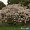 雨ノナカノ桜