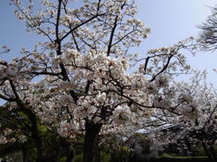 宇美公園