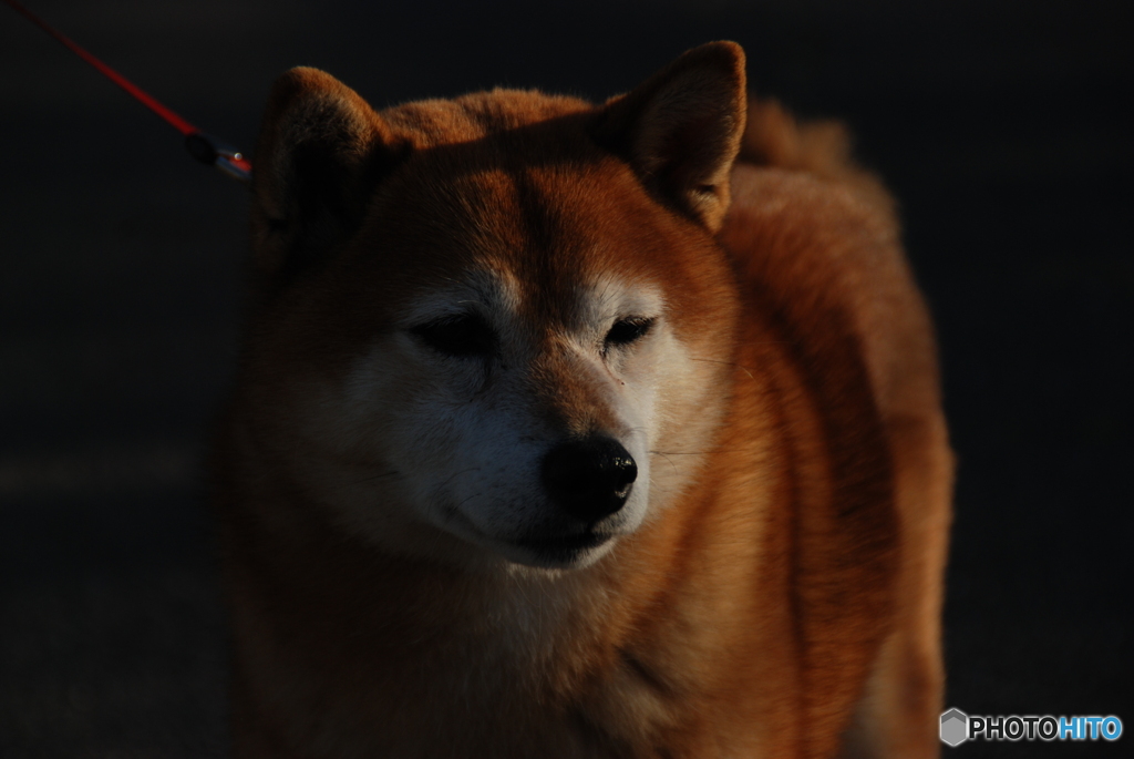 柴犬