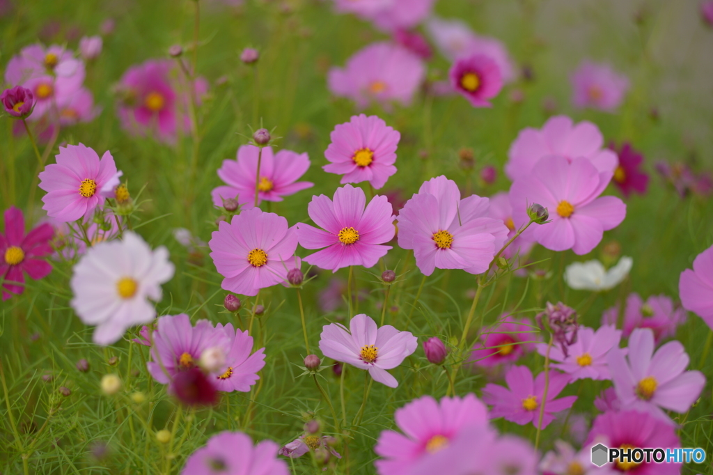 秋桜