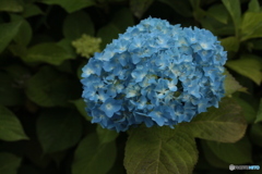 紫陽花