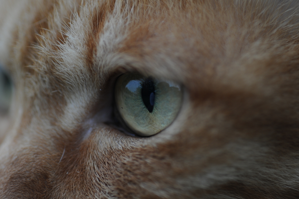Cat eye