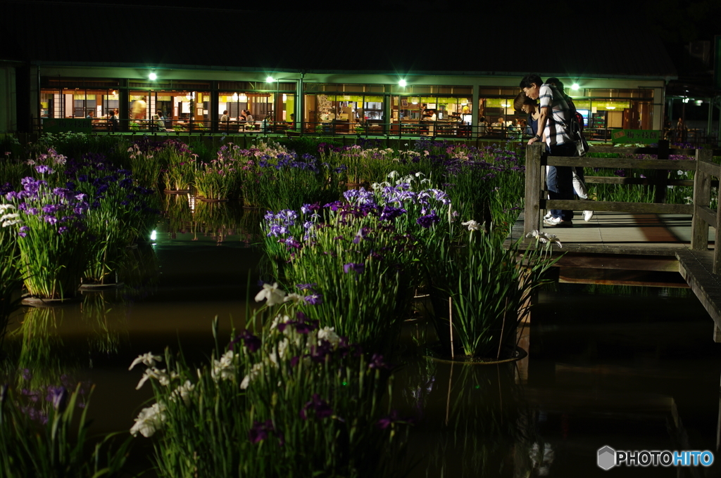 夜の菖蒲池