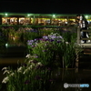 夜の菖蒲池