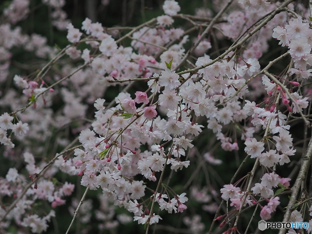 枝垂桜