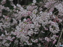 枝垂桜