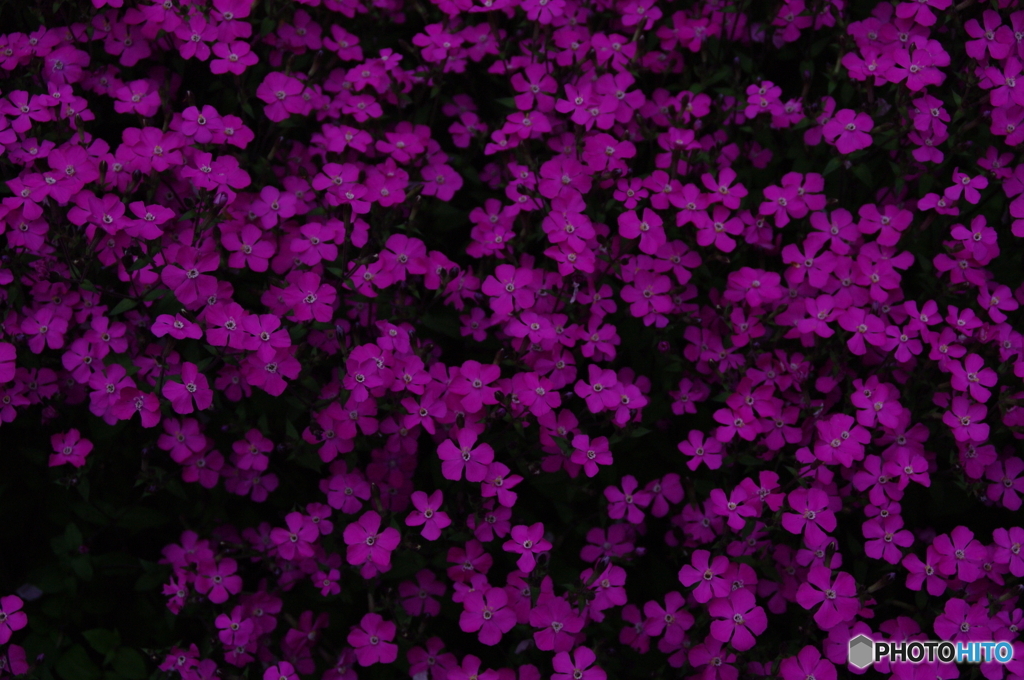 芝桜