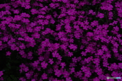 芝桜