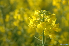菜の花