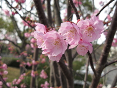 陽光桜