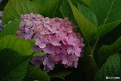 ajisai③