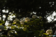 夕暮れの紫陽花達