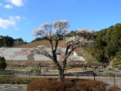 一本白梅