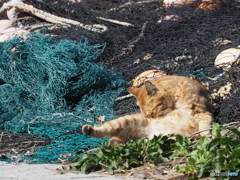 港の猫たち