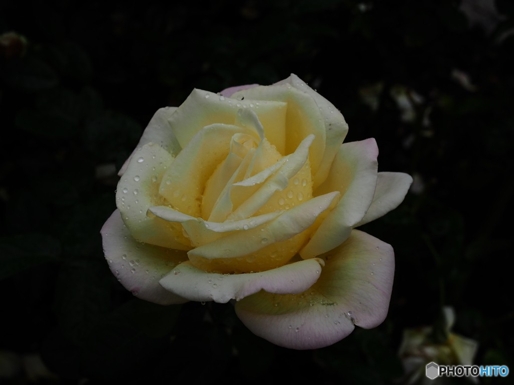 薔薇