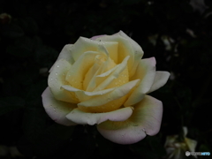 薔薇