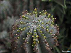 サボテンの花