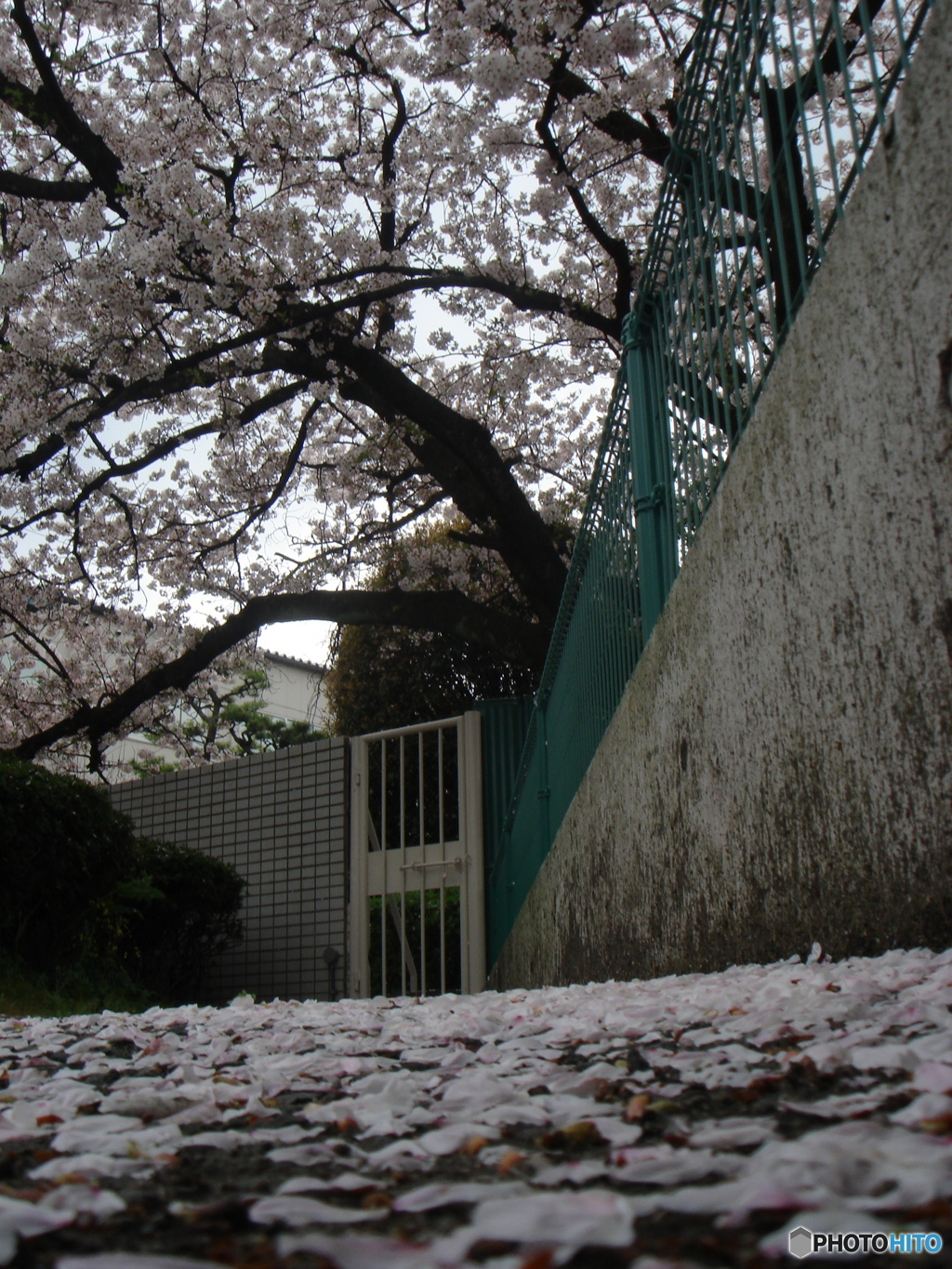花道