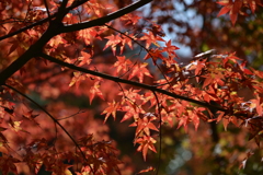 班目紅葉