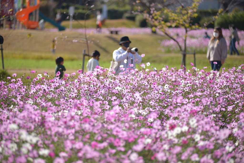 秋桜日和